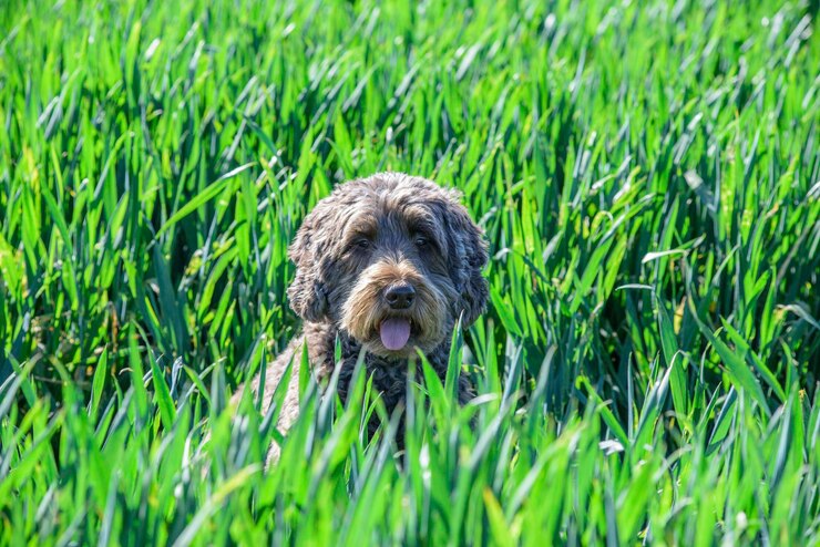 Foto ritratto di un cane sul campo