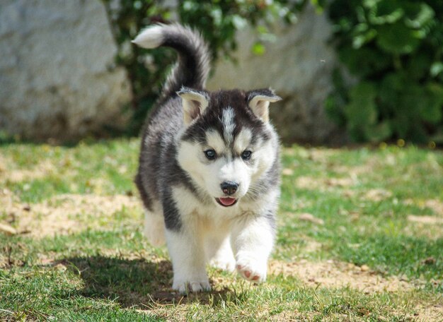 Ritratto di un cane sul campo