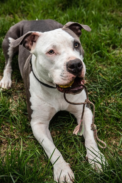 Ritratto di un cane sul campo