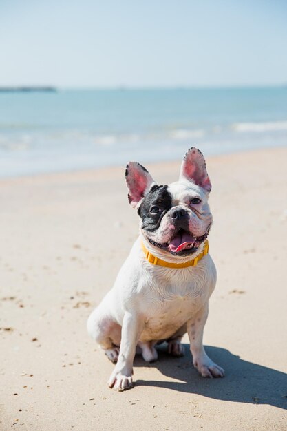 Ritratto di un cane sulla spiaggia