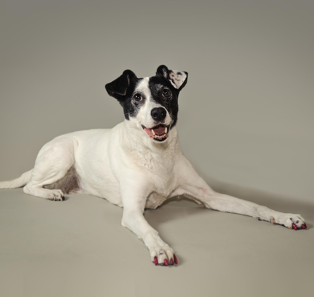 Ritratto di un cane sullo sfondo grigio