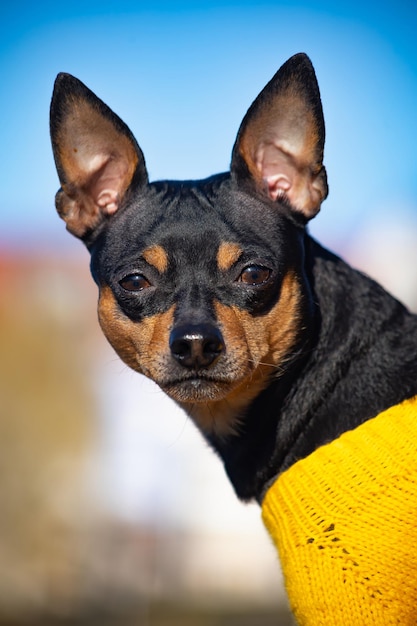 Ritratto di un cane terrier giocattolo in abiti gialli triste sullo sfondo della natura