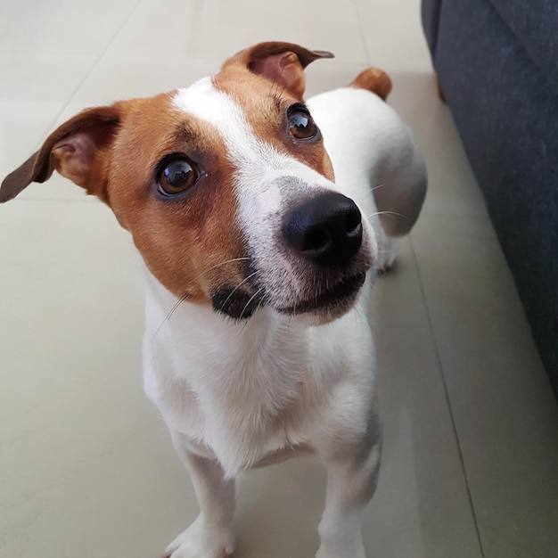 Ritratto di un cane