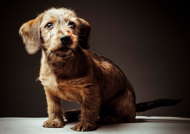 Ritratto di un cane