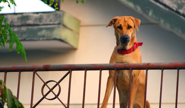 Ritratto di un cane