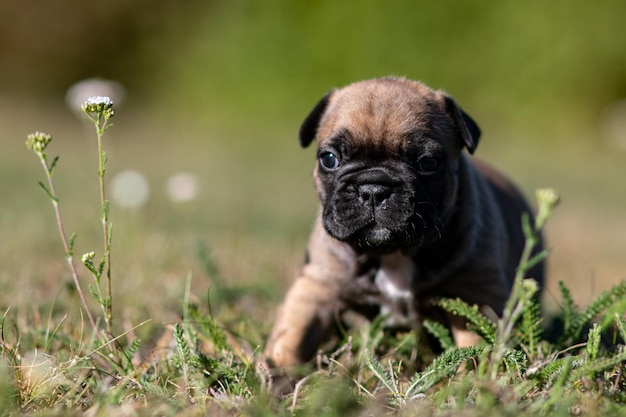 Ritratto di un cane