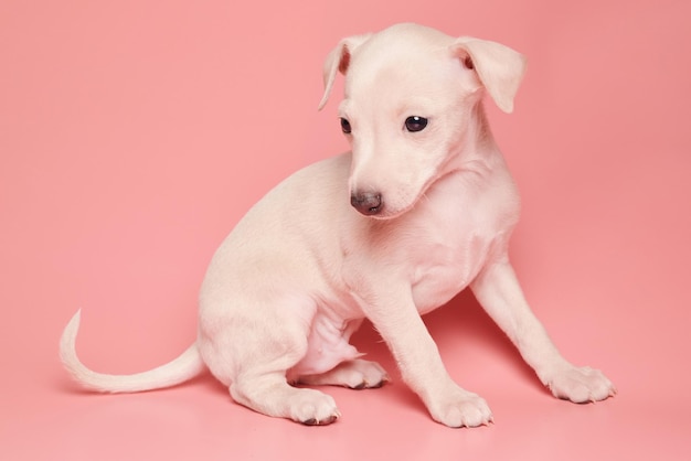 Ritratto di un carino cucciolo di levriero italiano isolato sullo sfondo rosa dello studio Piccolo cane beagle di colore beige bianco