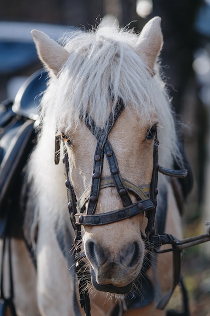 Ritratto di un cavallo beige con un primo piano di freno