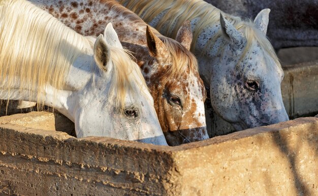 Ritratto di un cavallo che beve acqua