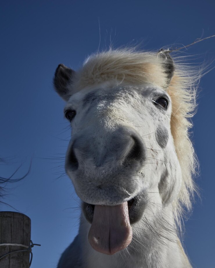 Foto ritratto di un cavallo da vicino