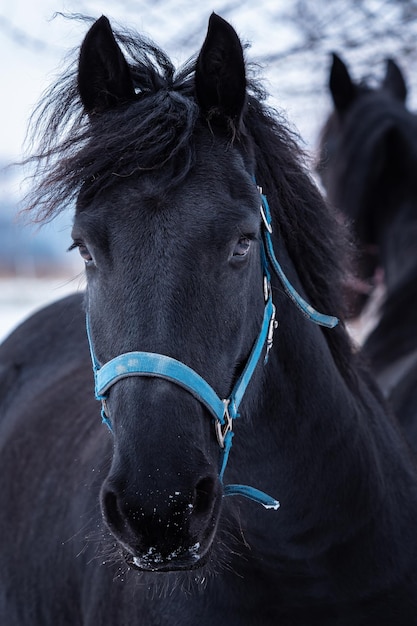 Ritratto di un cavallo frisone in inverno