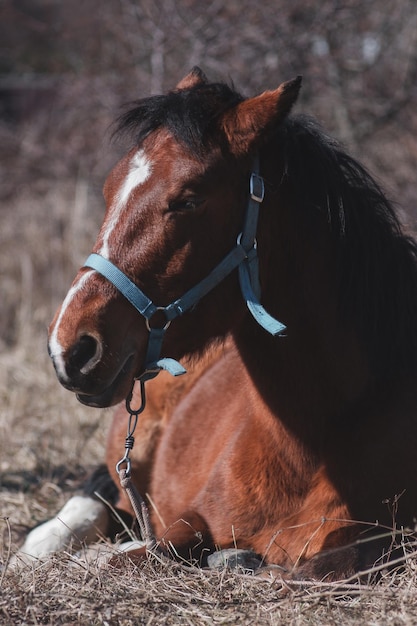 Ritratto di un cavallo marrone con una striscia bianca sul muso. Il cavallo è sdraiato e riposa in una clea