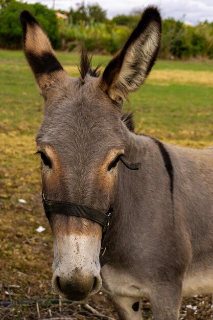 Ritratto di un cavallo nel campo