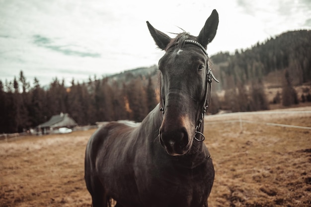 Ritratto di un cavallo nero in un campo estivo