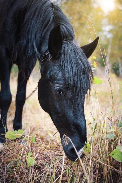 Ritratto di un cavallo nero in un primo piano del pascolo in una giornata autunnale Bella faccia di cavallo