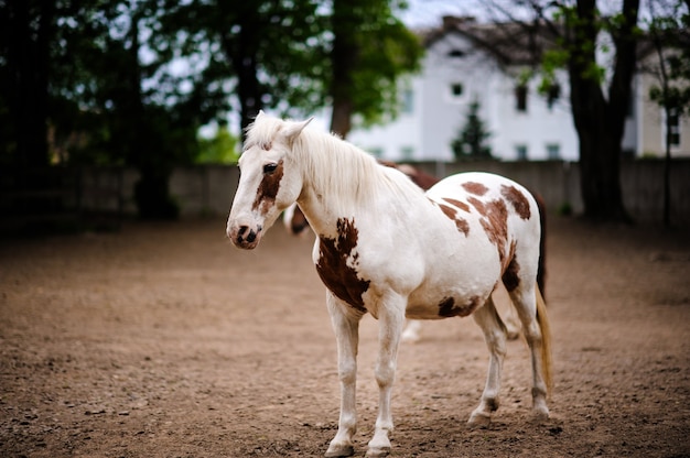 Ritratto di un cavallo s