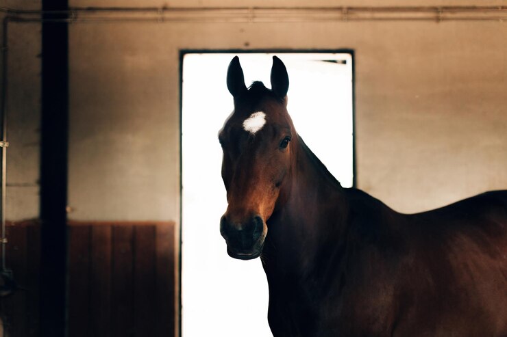 Foto ritratto di un cavallo stallone marrone con uno sguardo fiero nel fienile in testa di cavallo a luce calda con macchia bianca