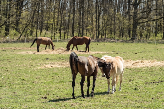 Ritratto di un cavallo su un pascolo in natura