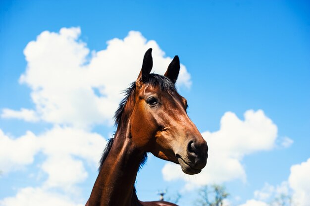 Ritratto di un cavallo sul cielo blu