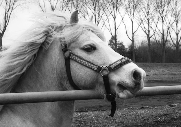 Ritratto di un cavallo