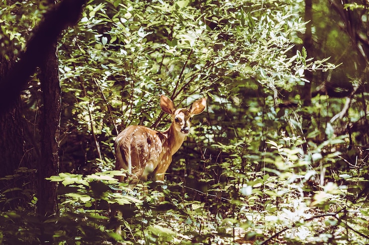 Foto ritratto di un cervo in piedi nella foresta