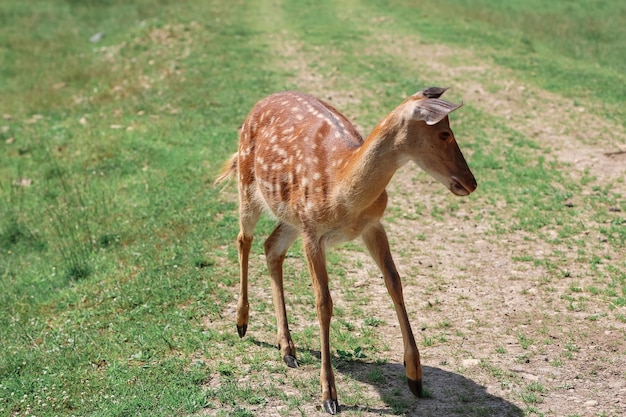 Ritratto di un cervo maculato nella foresta