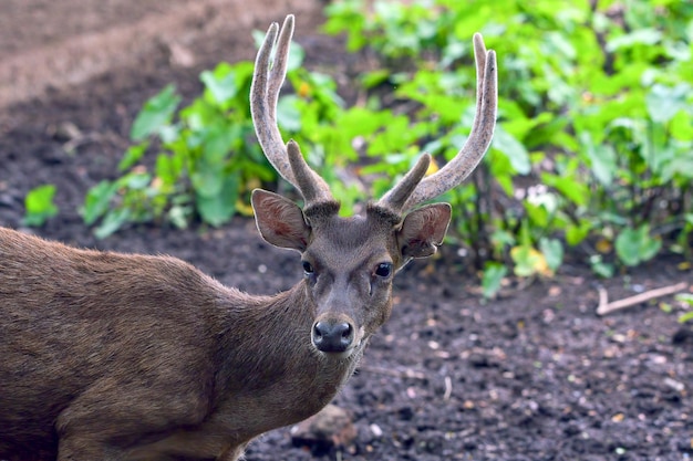 Ritratto di un cervo sambar riposa sulla riva del fiume