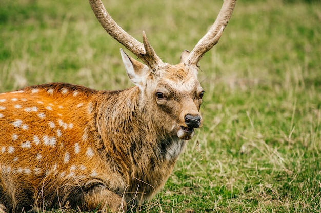 Ritratto di un cervo sdraiato sull'erba