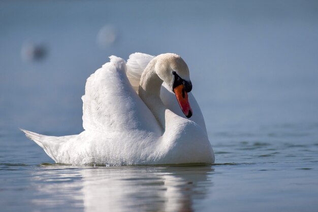 Ritratto di un cigno (Cygnus olor)