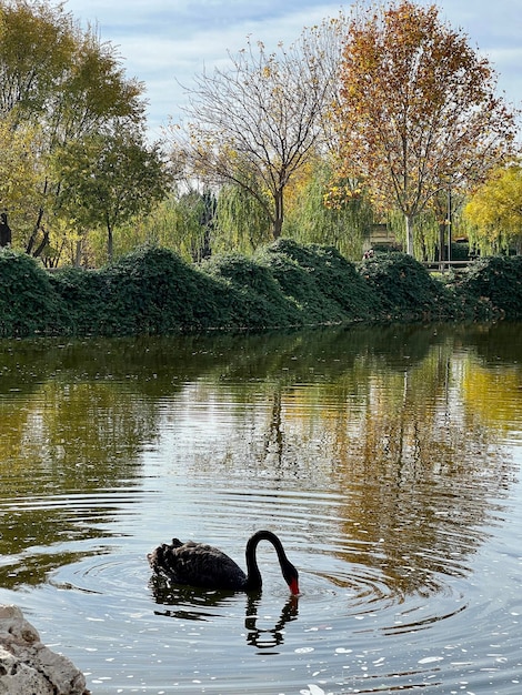 Ritratto di un cigno nero a becco rosso che nuota e mangia in acqua