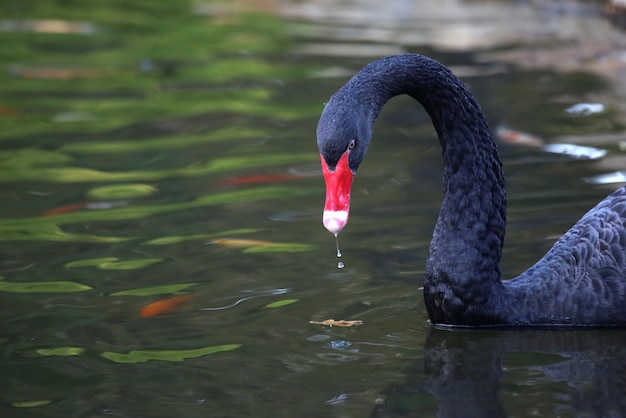 Ritratto di un cigno nero nello stagno