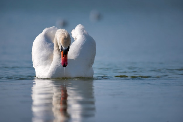 Ritratto di un cigno