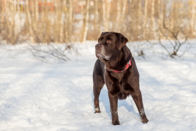 Ritratto di un cioccolato labrador retriever cane seduto nella neveLovable bel cane di colore marrone Primo piano all'aperto Luce diurna Concetto di cura educazione obbedienza formazione allevamento di animali domestici