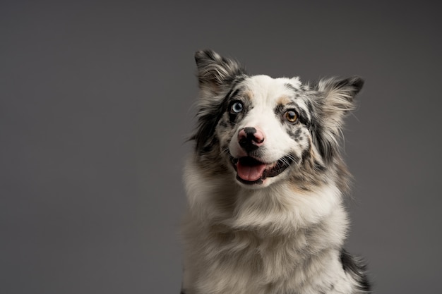 Ritratto di un collie australiano isolato su sfondo grigio