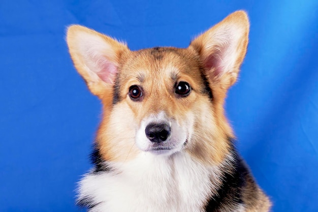 Ritratto di un corgi di razza pura su uno sfondo blu Il cucciolo ha 6 mesi