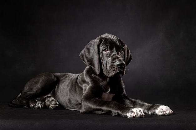 Ritratto di un cucciolo di alano su sfondo nero