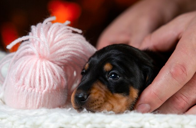 Ritratto di un cucciolo di bassotto bello, carino e gentile