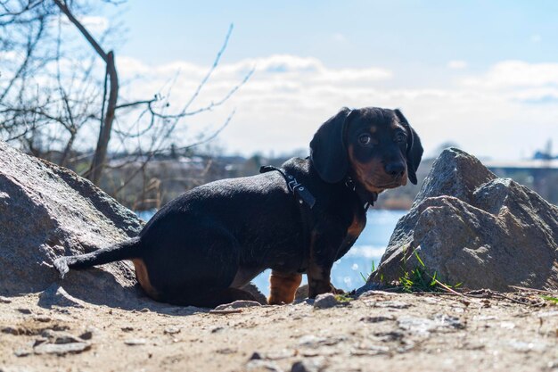 Ritratto di un cucciolo di bassotto sullo sfondo della natura