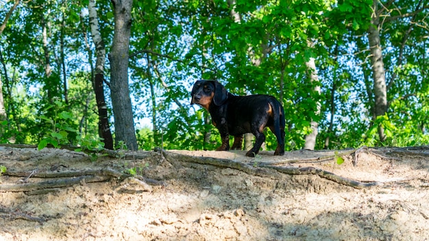 Ritratto di un cucciolo di bassotto sullo sfondo della natura