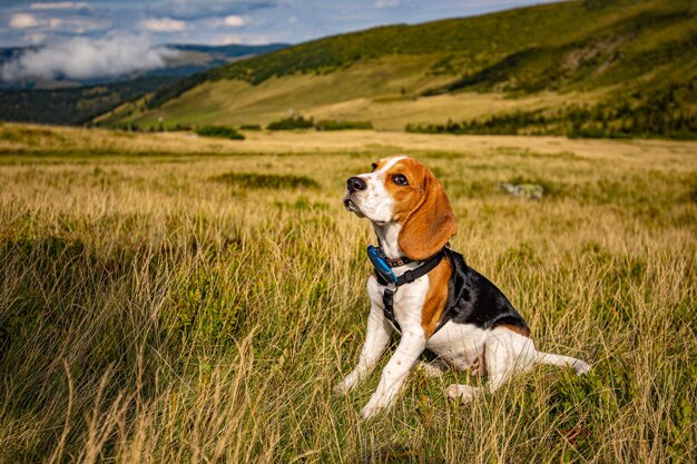 Ritratto di un cucciolo di beagle