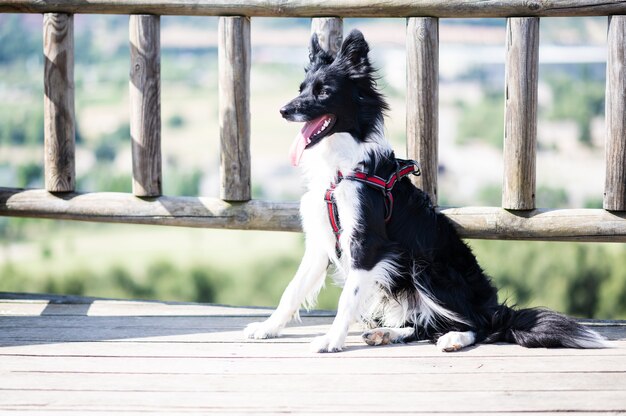 Ritratto di un cucciolo di border collie su un recinto di legno del gazebo