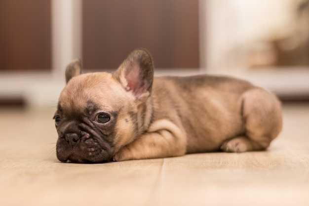 Ritratto di un cucciolo di bulldog francese di un mese. Piccolo cucciolo carino.