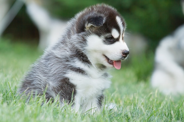 Ritratto di un cucciolo di cane husky.