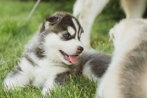 Ritratto di un cucciolo di cane husky.