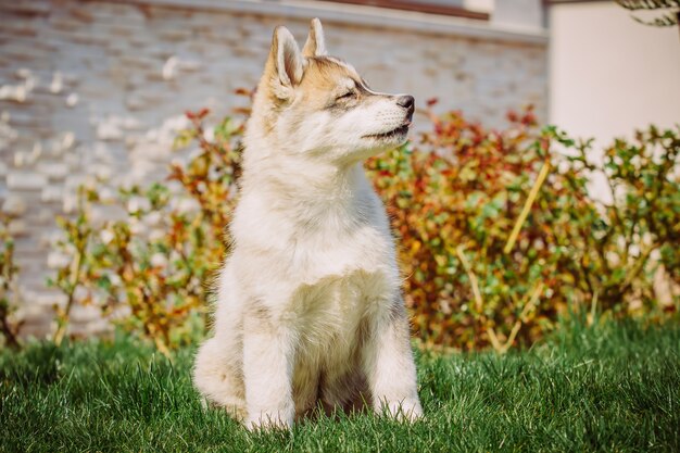 Ritratto di un cucciolo di cane husky.