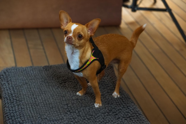 Ritratto di un cucciolo di Chihuahua su sfondo marrone che si prepara per un servizio fotografico