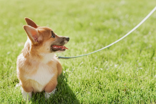 Ritratto di un cucciolo di corgi su uno sfondo di erba in una giornata di sole