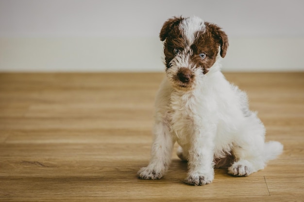 Ritratto di un cucciolo di Fox Terrier