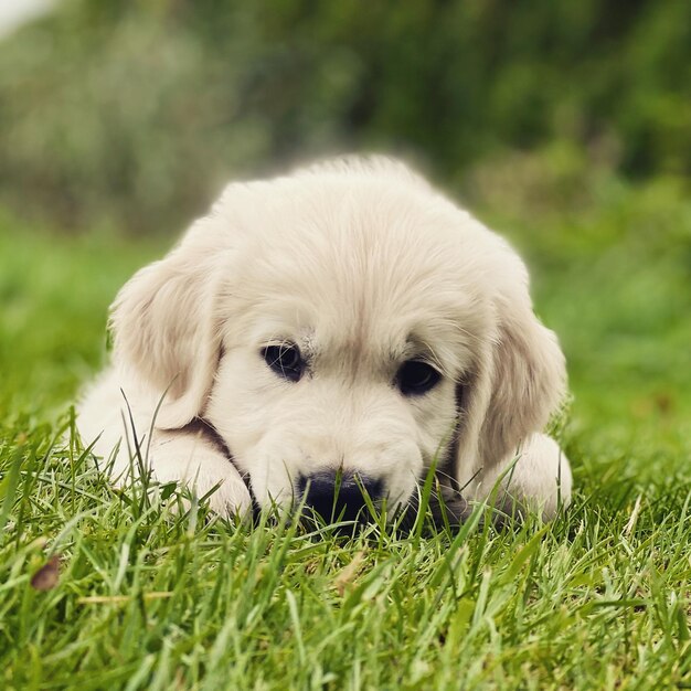 Ritratto di un cucciolo di golden retriever di 2 mesi su un campo erboso