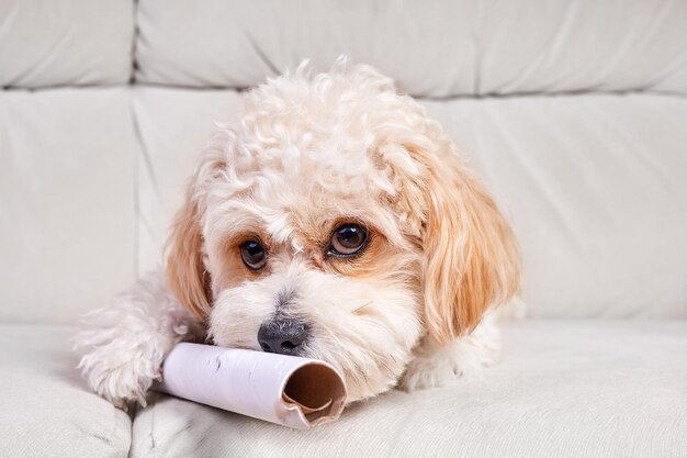 Ritratto di un cucciolo di Maltipoo beige con un tubo di cartone sul divano